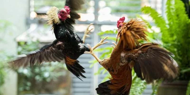 Cược Đá Gà BDD 33win - Những Chiến Lược, Kỹ Thuật Để Thắng Lớn