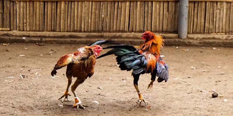 Cược đá gà BĐ - Trải nghiệm hồi hộp, săn thưởng cực khủng