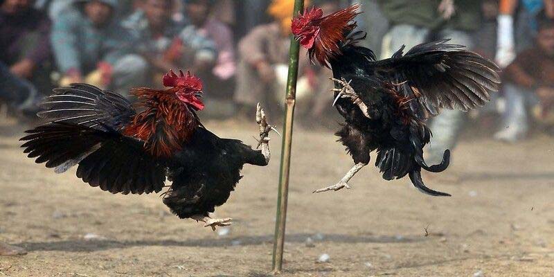 Thuật ngữ đá gà - Từ điển đem đến trải nghiệm trọn vẹn